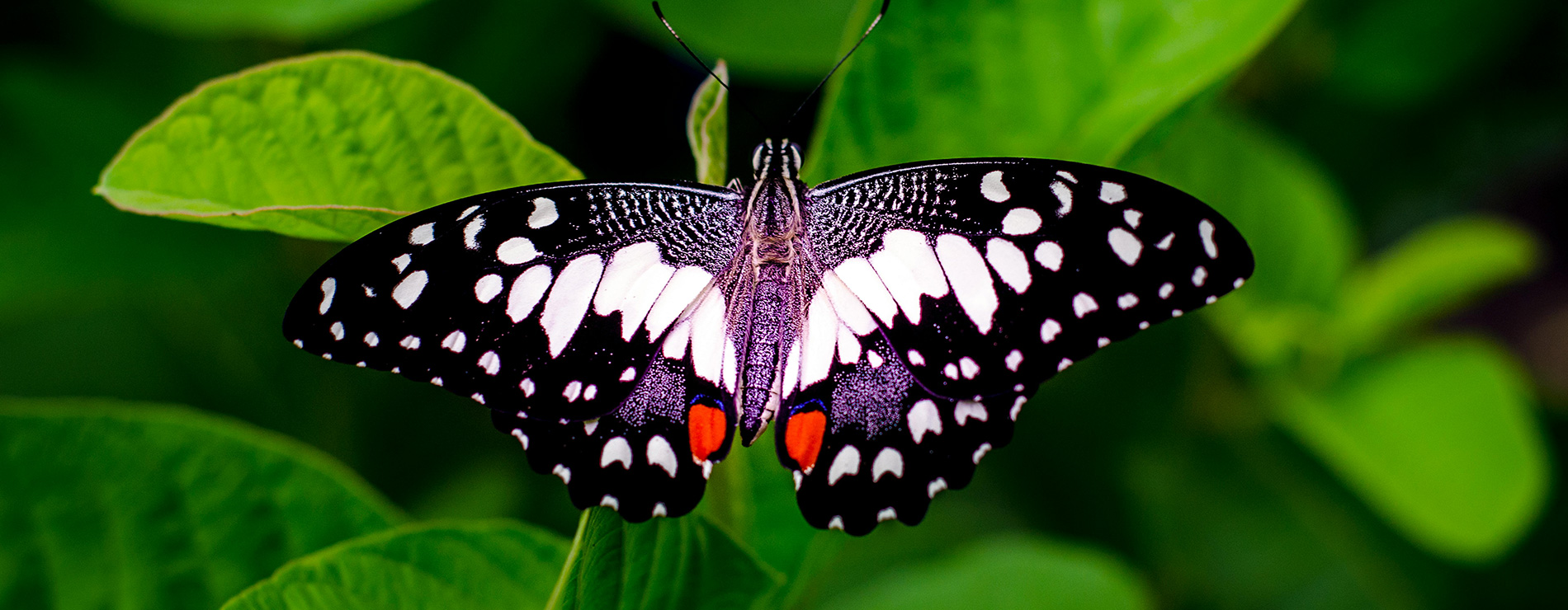 Mariposa de colores