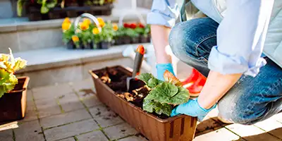 Persona plantando plantas