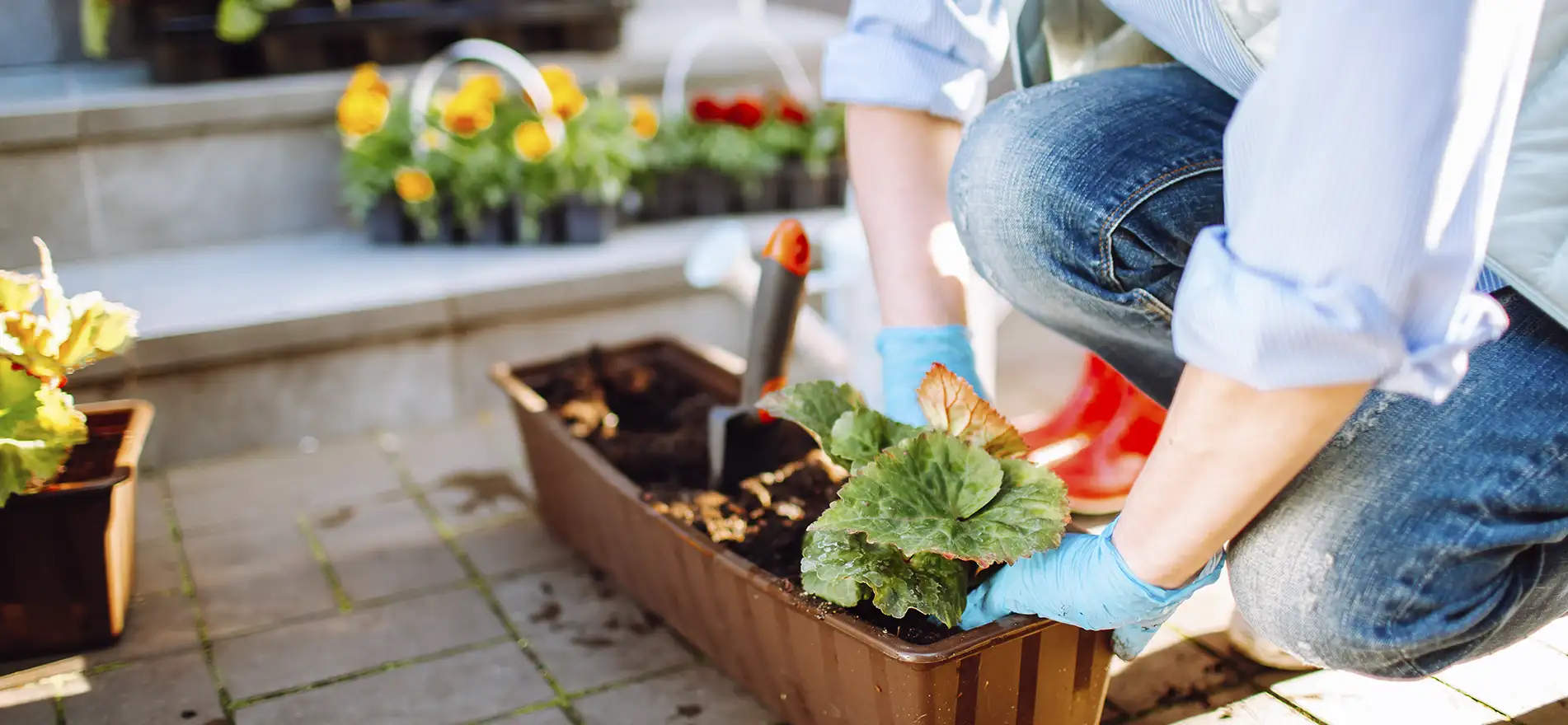 Persona plantando plantitas