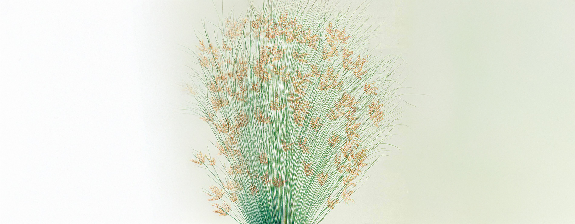 juncos