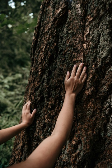 Manos en árbol