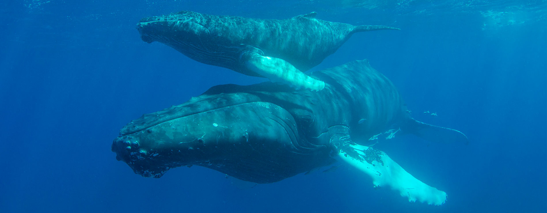 Ballenas azules