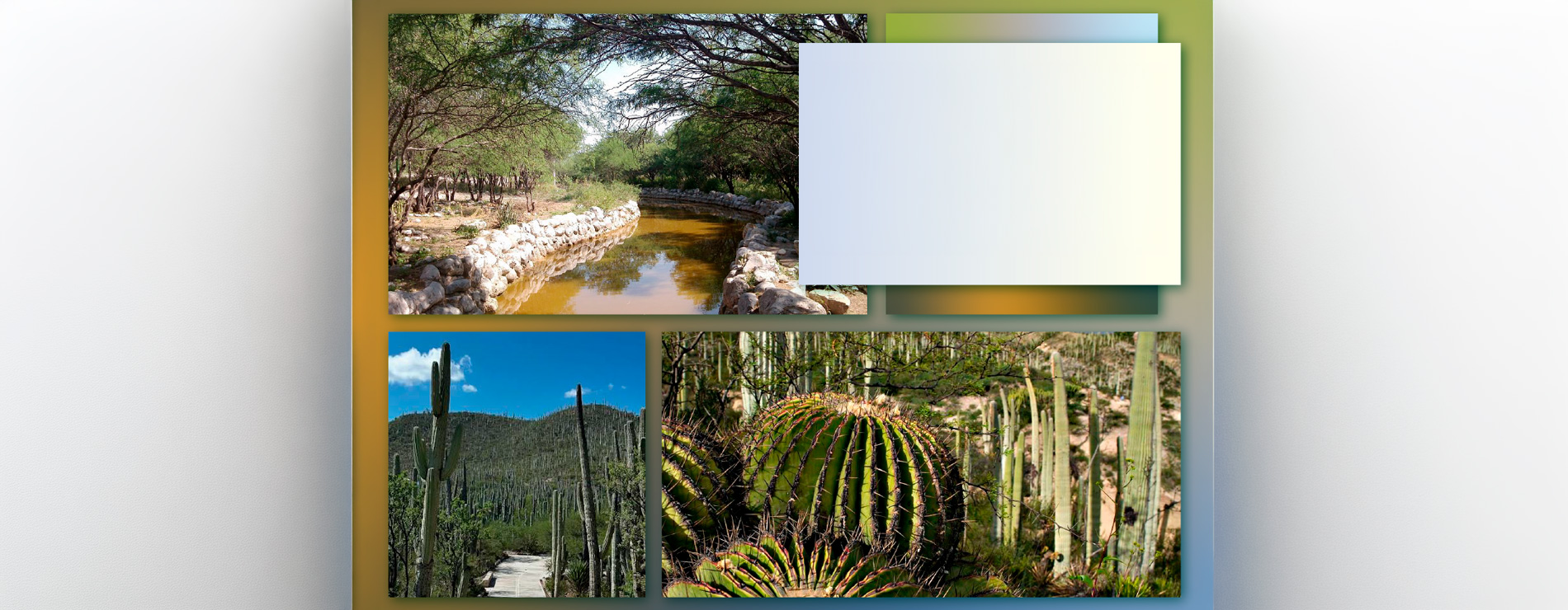 Fotos de plantas