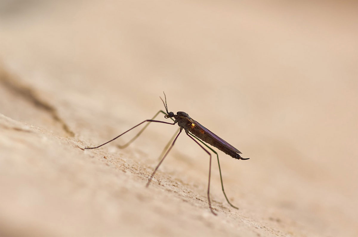 Proliferación mosquitos